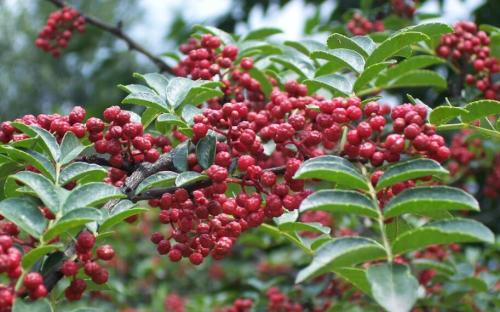 重庆保鲜花椒 怎样才能一年四季都吃到鲜花椒?